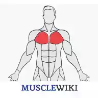 musclewiki健身软件